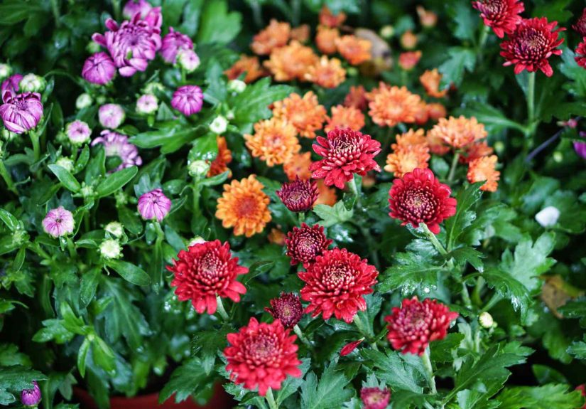 How to Grow Hardy Mums for Blooms Year After Year