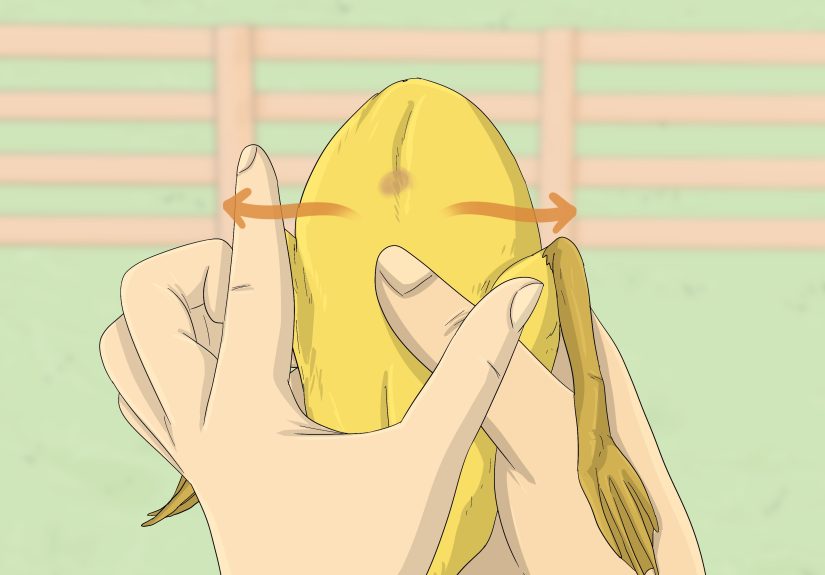 How to Tell the Sex of a Baby Duck by Quack, Plumage & Vent
