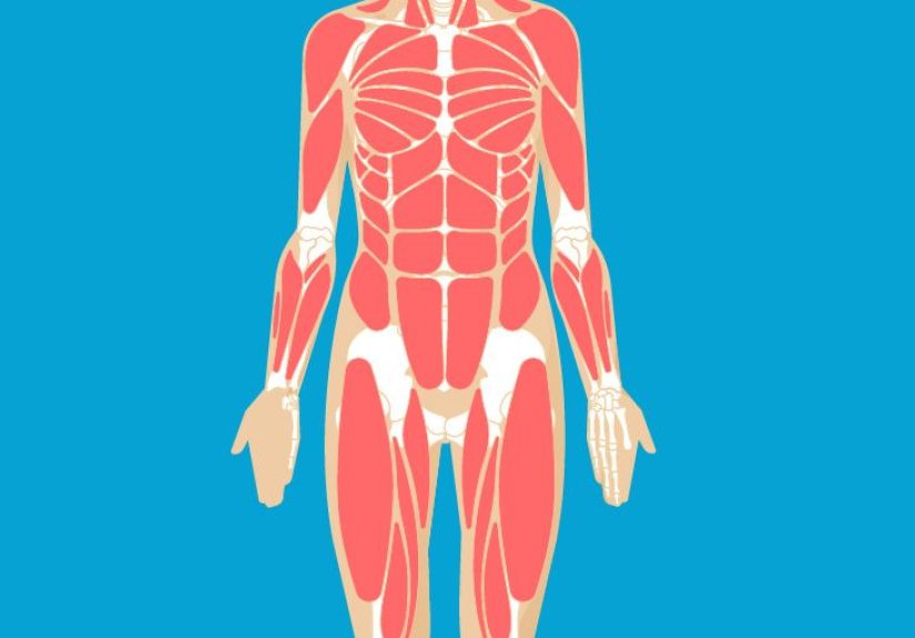Neck Muscles Anatomy, Diagram & Pictures