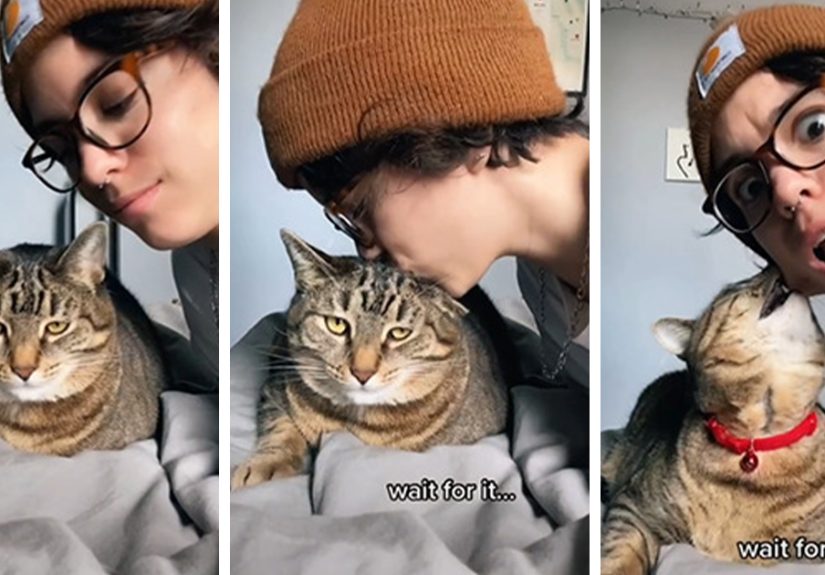 Owners Wanted To See The Reactions Of Their Pets After They Get Unexpected Kisses (45 Pics)