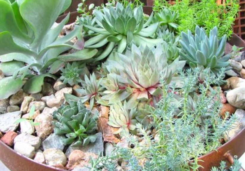 Succulent Gardening