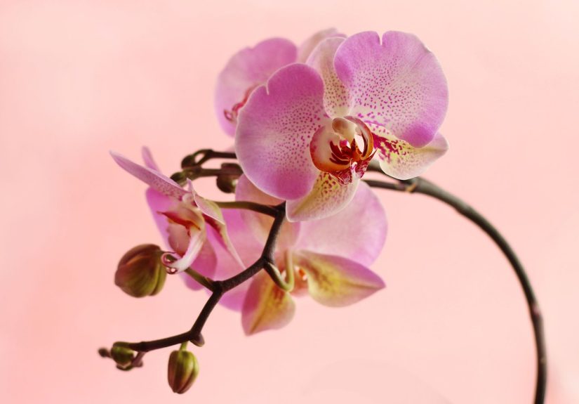 The #1 Reason Your Orchid Is Dyingand How to Revive It Fast