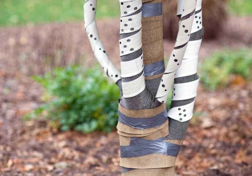 Tree Wrap: What Is Tree Wrap and How Do I Use It?