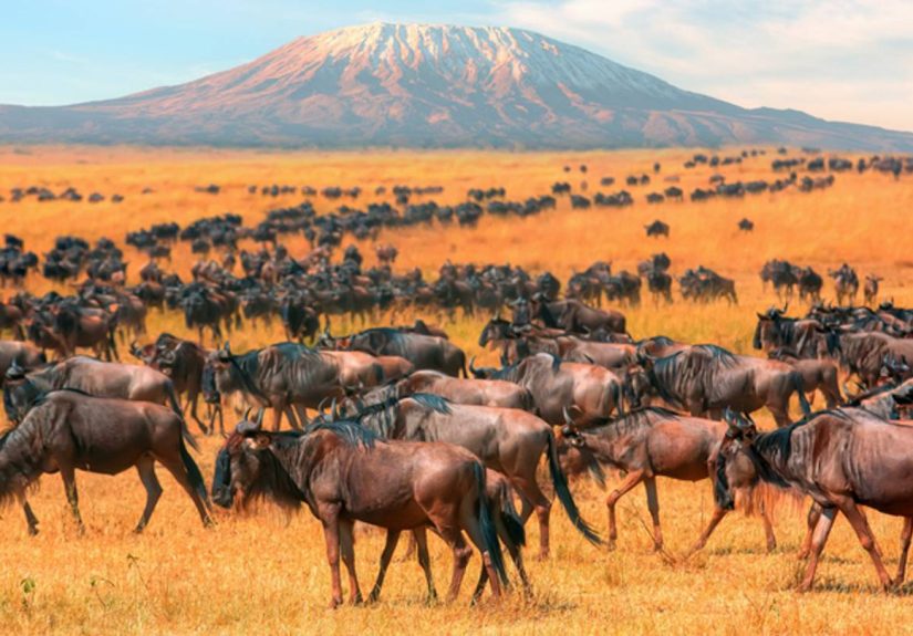 Watch a Million Wildebeest Migrate Across the Serengeti