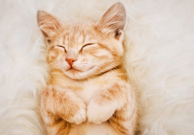 200 Adorable Girl Cat Names for Your Favorite Kitty