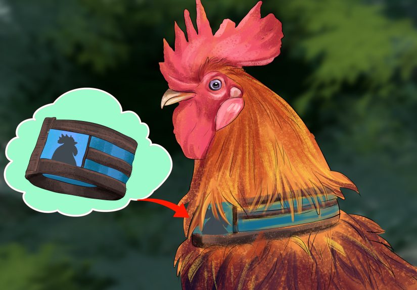 3 Ways to Minimize a Rooster's Noise