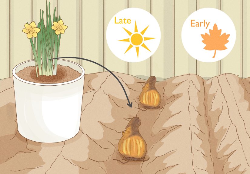 3 Ways to Transplant Daffodils