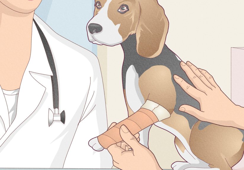 4 Ways to Splint a Dog's Leg