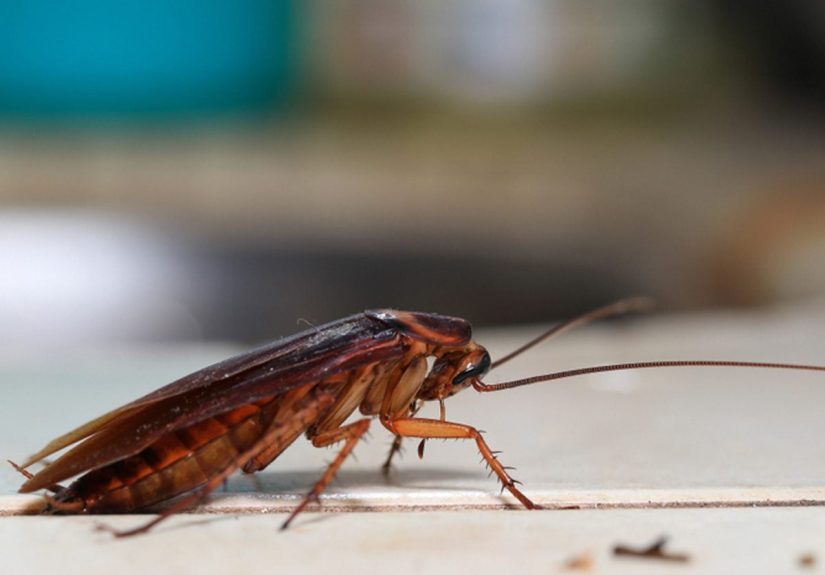 Cockroach Control: How to Get Rid of Roaches and Keep Them Out