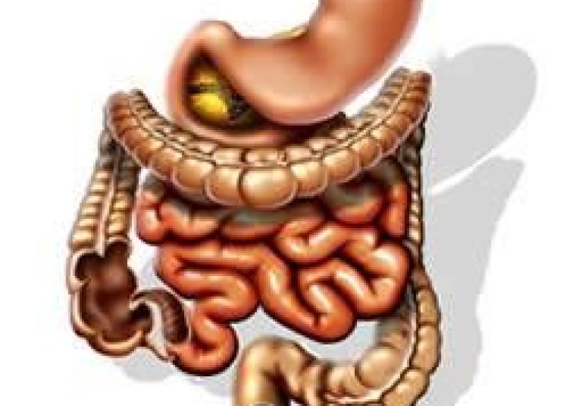 Compound In Red Meat, Energy Drinks, Raises Heart Risk Via Gut Bacteria
