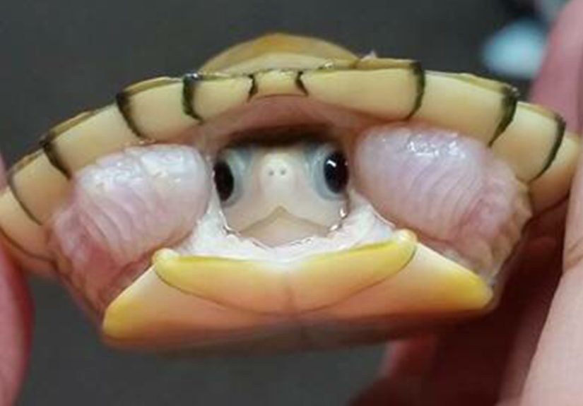 Let’s Celebrate Ninja Day By Posting Pics Of Turtles And Tortoises (61 Pics)