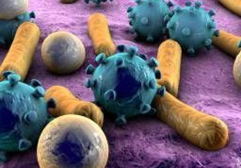 Microbes in Our Homes: Dangerous or Not?