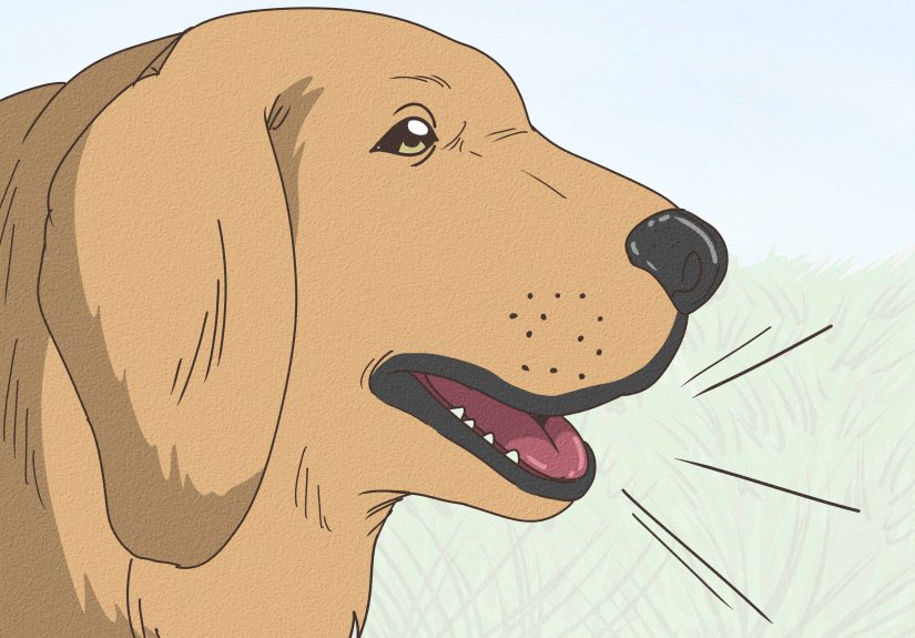 Why Do Dogs Sigh? 6 Proven Reasons Why