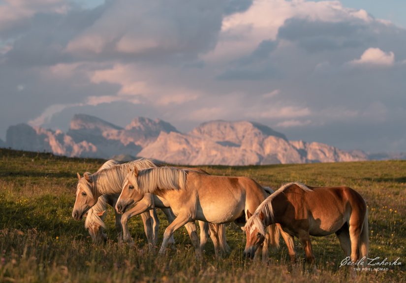 I Photograph Free Roaming Horses In Breathtaking Mountain Landscapes In The Alps (22 Photos)