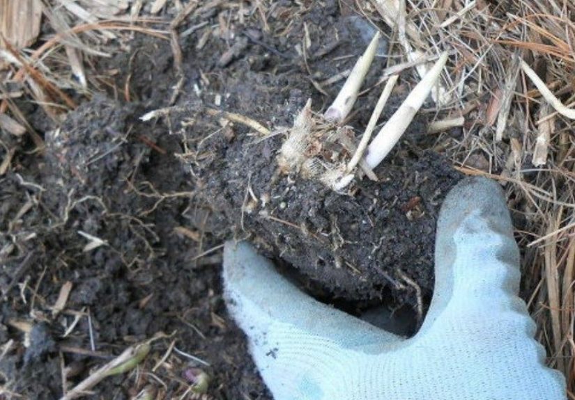 This simple trick will keep your garden safe, healthy, and thriving!