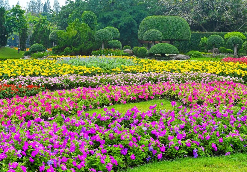 10 Full Sun Flowers That Will Thrive in Your Yard