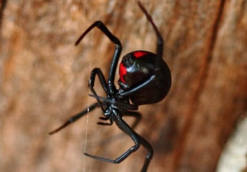 10 North American Animals with Misplaced Reputations