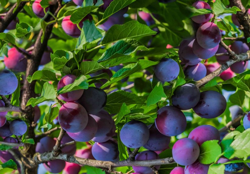 11 Dwarf Fruit Trees You Can Grow in Small Yards