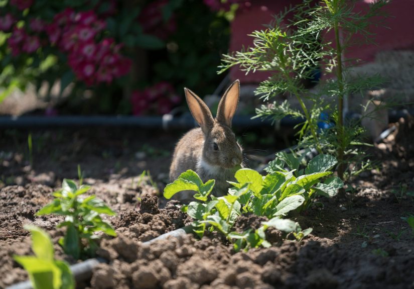 12 Misunderstood Pests in Your Yard