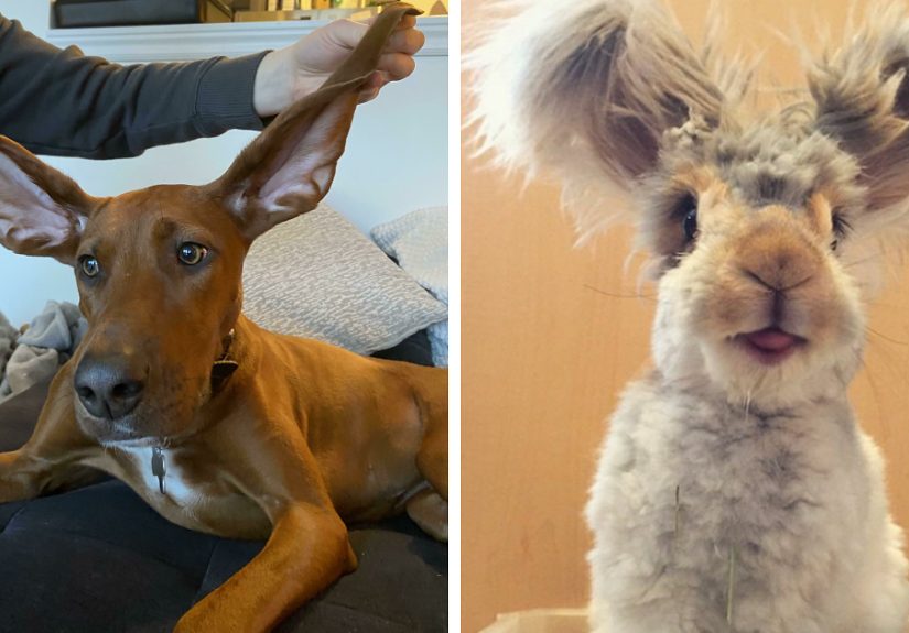 142 Of The Cutest Animals With Big Ears
