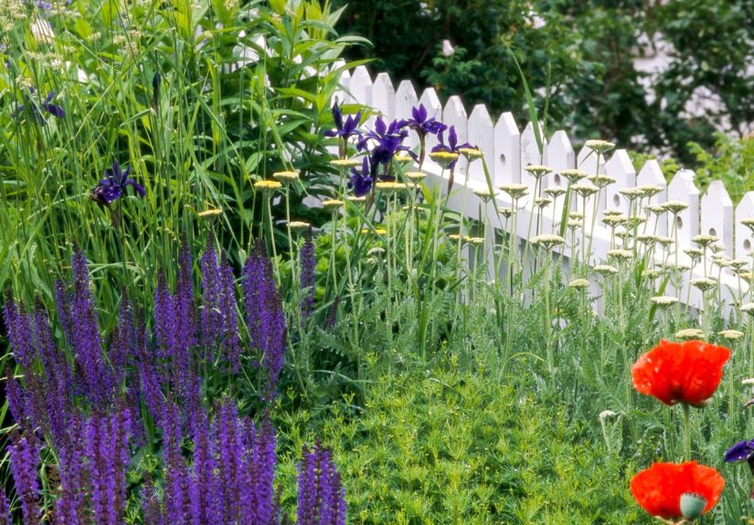 15 Pretty, Salt-Tolerant Greenery Options for Coastal Planting