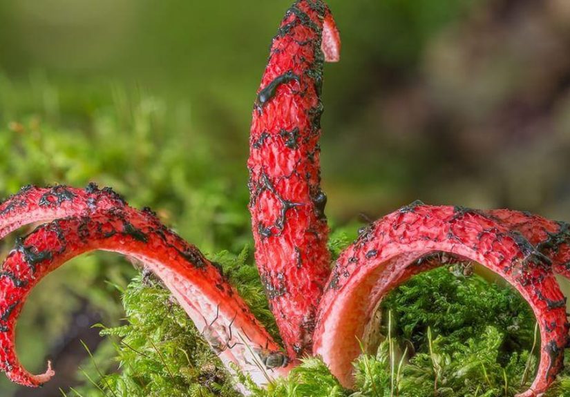 17 Plants That Look Exactly Like Animals