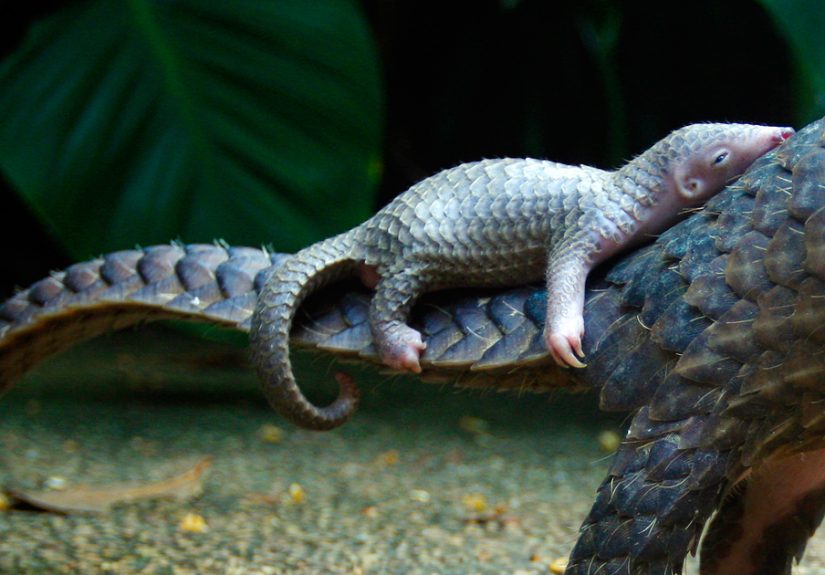 34 Baby Pangolins Who Are the World’s Cutest Artichokes