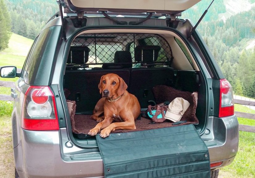 Bed Bugs in Cars: How Long They Survive and How to Get Rid of Them