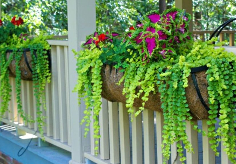 Best Plants for Hanging Baskets