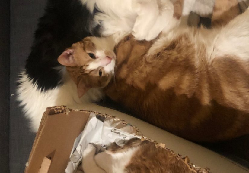 Hey Pandas, Photoshop These Cats (Closed)