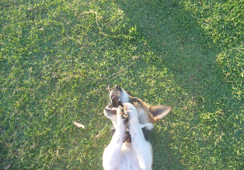 Hey Pandas, Post The Cutest Picture Of Your Pet