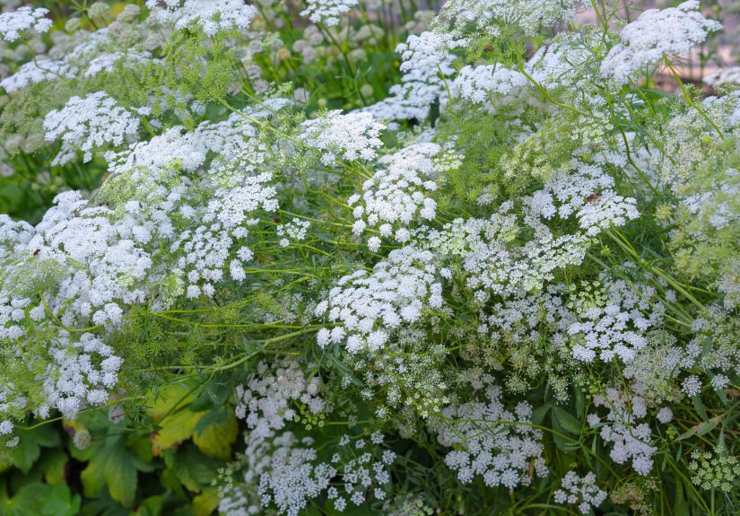 How to Grow and Care for Queen Anne's Lace