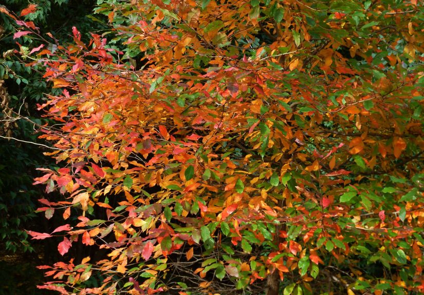 How to Plant and Grow a Black Gum Tree