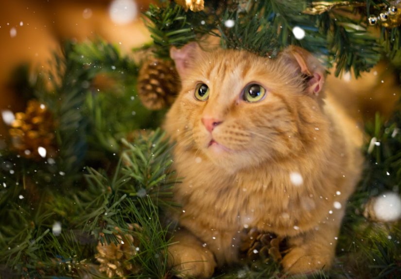I Unboxed Christmas Decorations And The Cats Are Shook